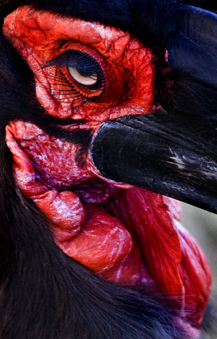 Download Red Mask (436Wx680H)