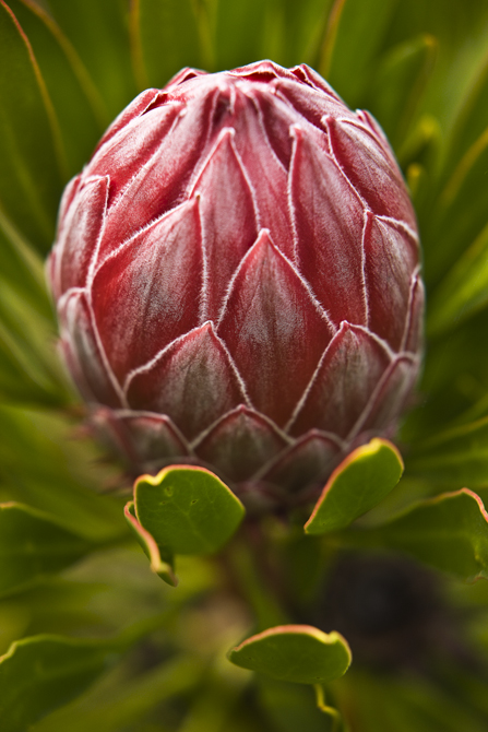 Download Red Protea 1 (447Wx670H)