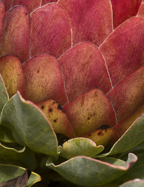 Download Red Protea - Sketch (480Wx620H)