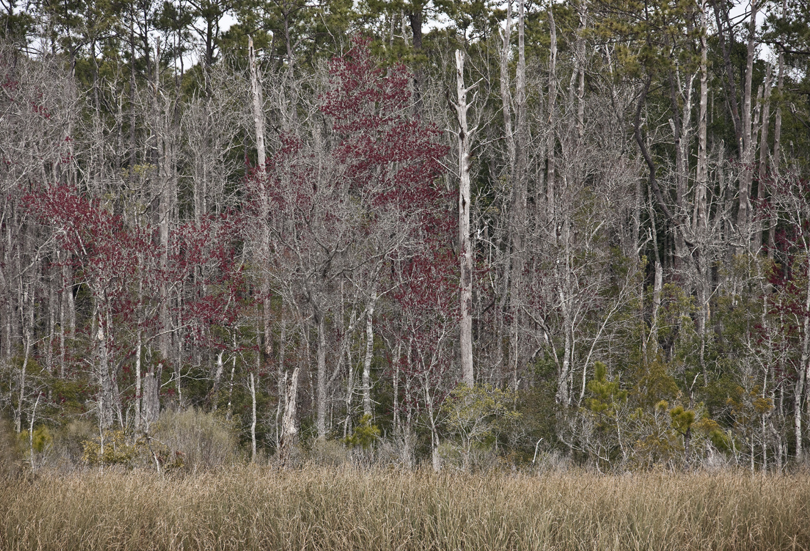 Download Red Red Red (1176Wx800H)