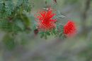  (600Wx400H) - Red Flower - Phoenix - 2004 
