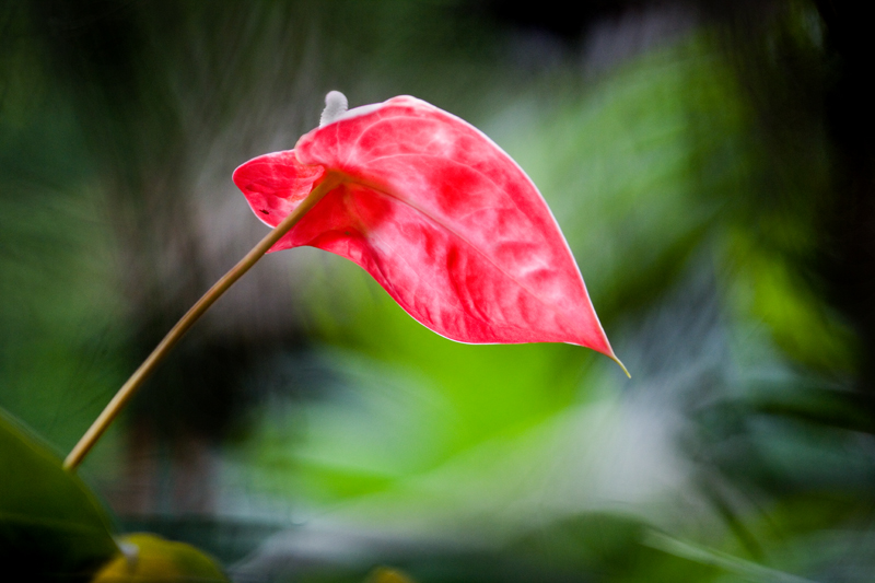 Download Red Flower (800Wx533H)