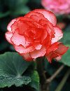  (436Wx566H) -  
