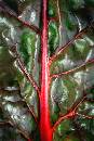 Red Stem (400Wx600H) - Red Stem - 2004 