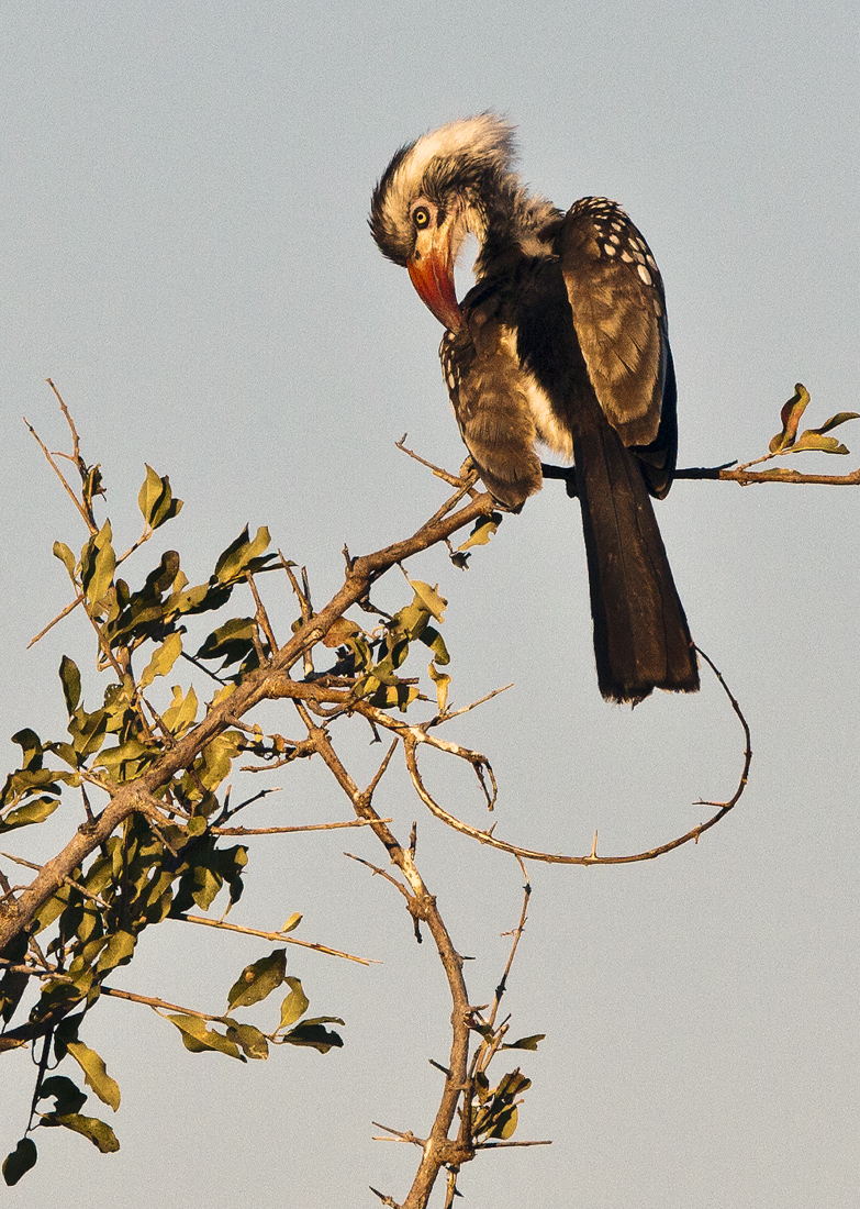 Download RedBilled Hornbill 2 (783Wx1100H)