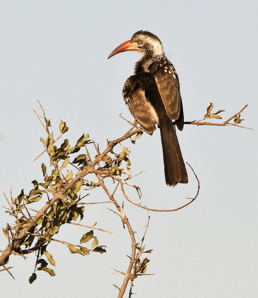 Download Redbilled Hornbill (867Wx1000H)
