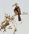 Redbilled Hornbill (867Wx1000H) - Redbilled Hornbill - Africa - 2010 