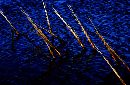  (700Wx456H) - Reeds, Cape May Bird Observatory, 2002 