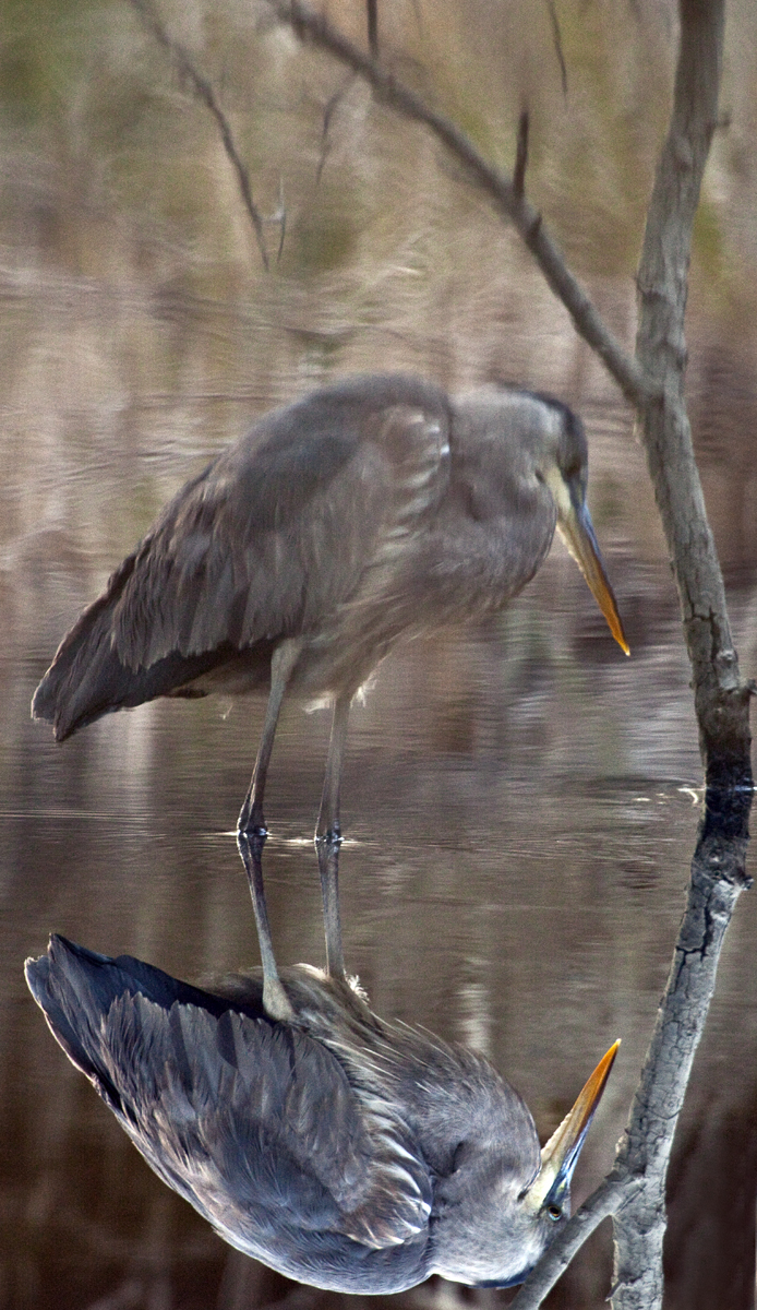 Download Reflection - Heron 2 (694Wx1200H)