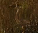 Reflection in Brown (926Wx800H) - Reflection in Brown Water - Amelia Island - Web 