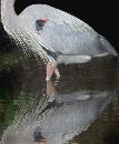 Reflection (720Wx873H) - Reflection of Egret- 2008 - Amelia Island 
