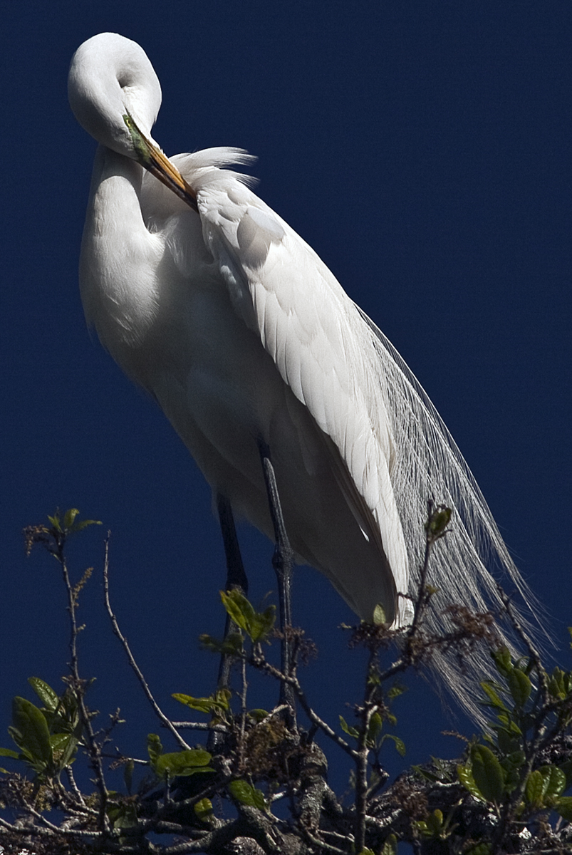 Download Regal Egret Preening (803Wx1200H)