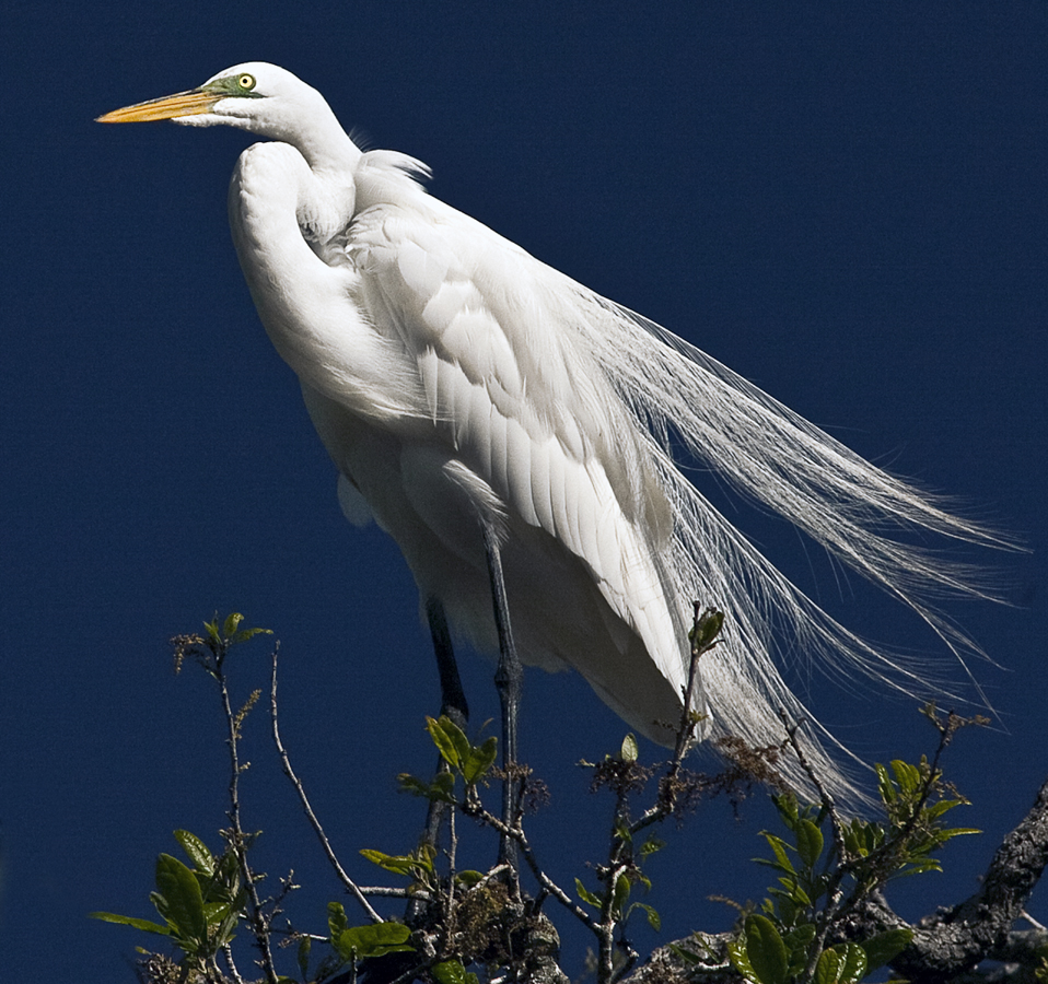 Download Regal Egret (958Wx900H)