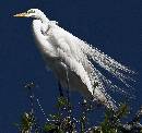 Regal Egret (958Wx900H) - Regal Egret - Amelia Island - 2010 
