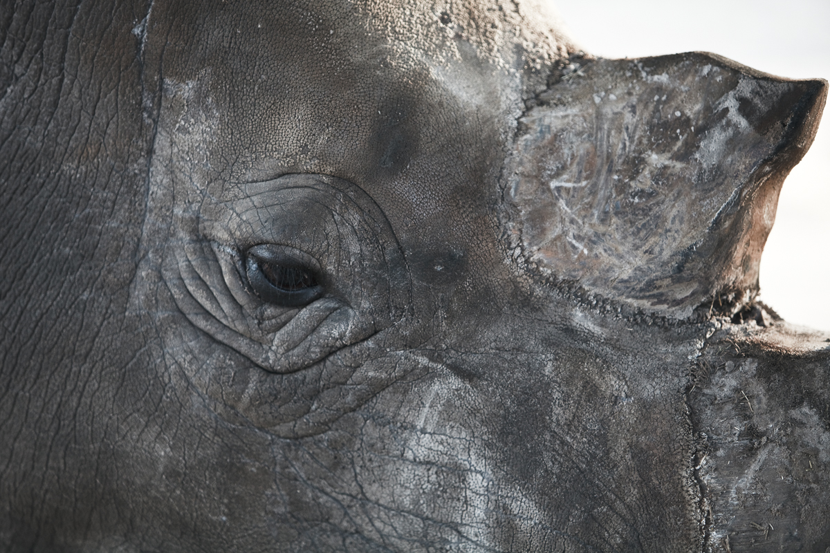 Download Rhino (1200Wx800H)