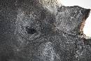 Rhino (1200Wx800H) - Rhino - White Oak - 2010 