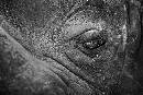 Rhino Eye (1950Wx1300H) - Rhino Eye - White Oak - 2010 