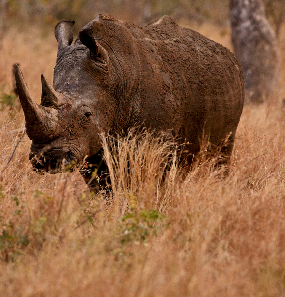 Download Rhino Facing (960Wx1000H)