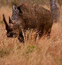 Rhino Facing (960Wx1000H) - Rhino Facing - Africa - 2010 