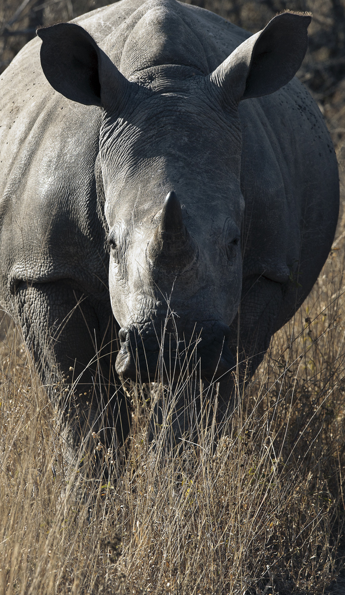 Download Rhino Straight On (696Wx1200H)