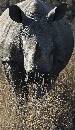Rhino Straight On (696Wx1200H) - Rhino Straight On - Africa - 2010 