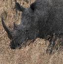 Rhino Turning (981Wx1000H) - Rhino Turning - Africa - 2010 