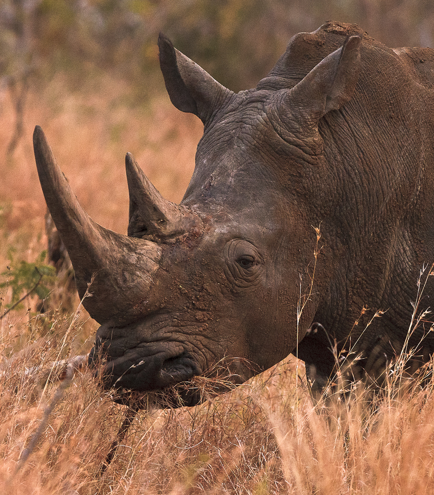 Download Rhino  (876Wx1000H)