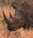 Rhino  (876Wx1000H) - Rhino  - Africa - 2010 
