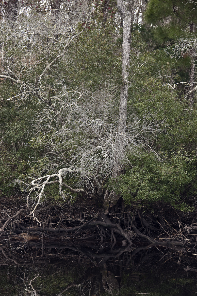 Download River Sceen (800Wx1200H)