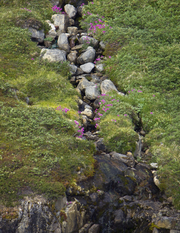 Download Rocks and Flowers (600Wx778H)