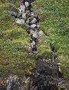 Rocks and Flowers (600Wx778H) - Rocks and Flowers - Greenland - 2008 
