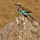 Roller  (1000Wx1000H) - Roller - Africa - 2010 