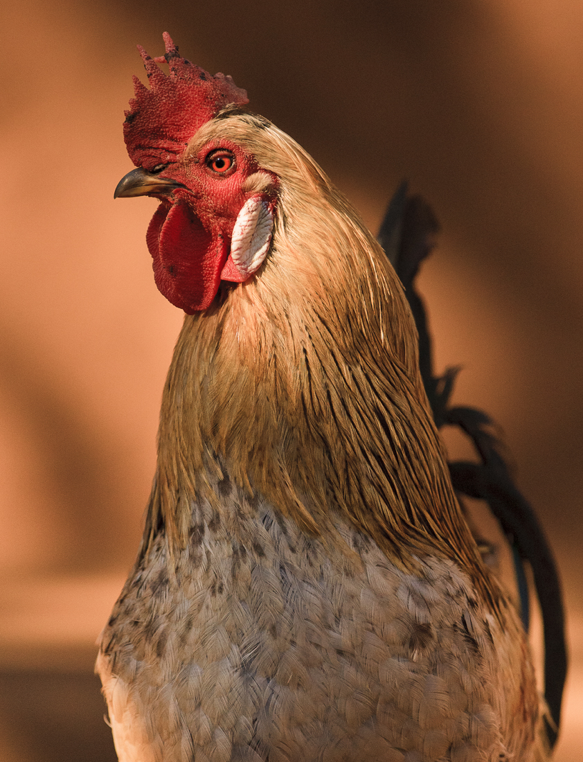 Download Rooster (842Wx1100H)