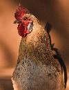 Rooster (842Wx1100H) - Rooster - Africa - 2010 