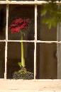 RoseWindow (405Wx615H) - Rose In Window - Savannah - 2004 