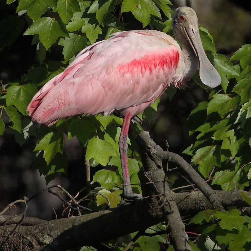 Download Roseate Spoonbill (810Wx810H)