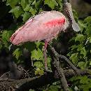 Roseate Spoonbill (810Wx810H) - Roseate Spoonbill - Amelia Island - 2008 