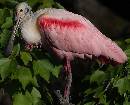 Roseate Spoonbill (1000Wx810H) - Roseate Spoonbill - Up Close - Amelia - 2008 