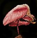 Rosy Ate a Spoon (960Wx1000H) - Rosy Ate a Spoonbill - Amelia Island - 2010 