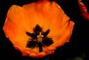 RoundOrangeFlower (603Wx402H) - The 
