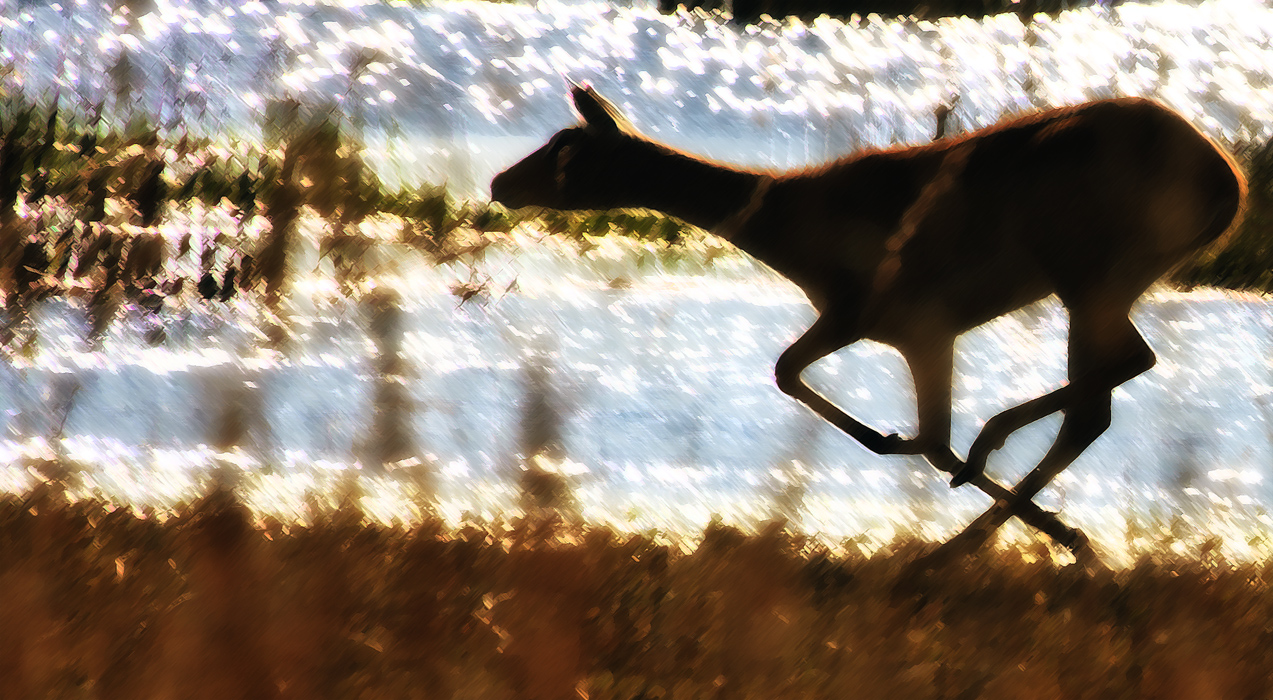 Download Running Red Lechwe (1273Wx700H)