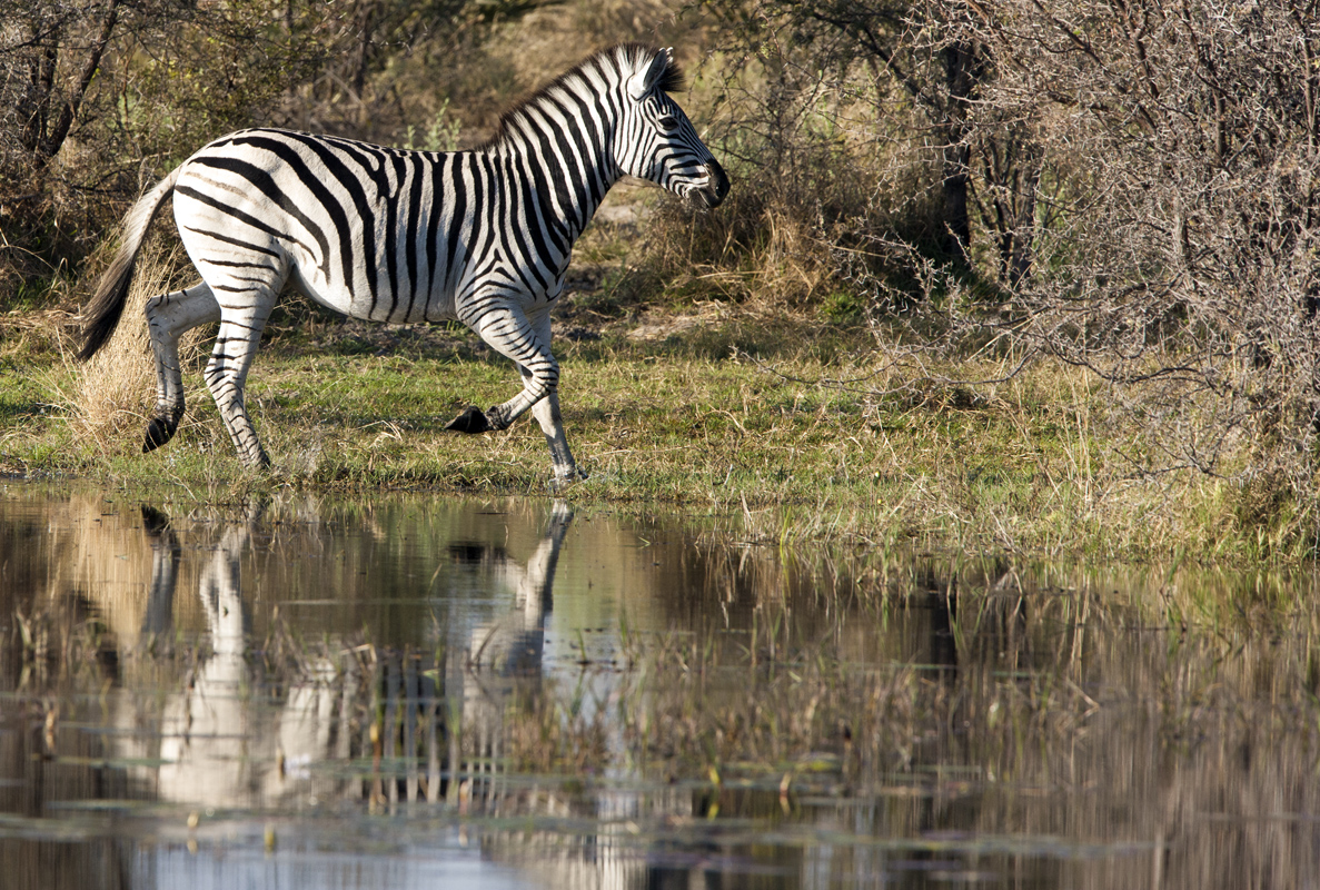 Download Running Zebra (1187Wx800H)