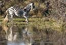 Running Zebra (1187Wx800H) - Running Zebra - Africa - 2010 
