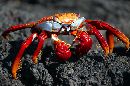  (686Wx456H) - SallyLightfoot Crab - Galapagos - 2002 