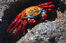  (700Wx456H) - SallyLightfoot - Galapagos - 2002 