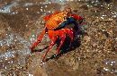  (700Wx456H) - SallyLightFoot - Galapagos - 2002 
