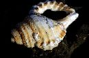 (700Wx456H) - Golden Shell - Galapagos - 2002 