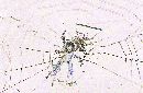  (700Wx456H) - Spider - Galapagos - 2002 