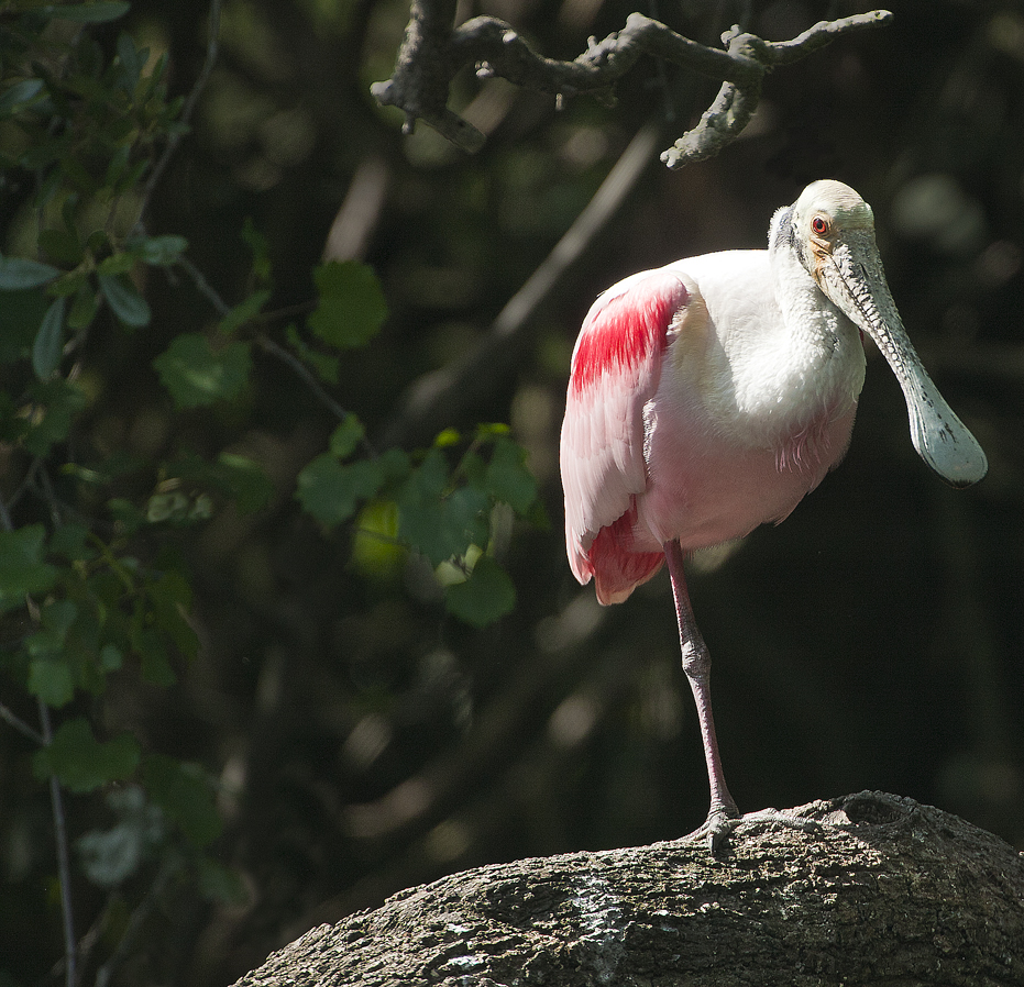 Download Spoonbill 1 Leg (931Wx898H)