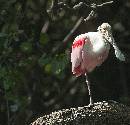 Spoonbill 1 Leg (931Wx898H) - Spoonbill on 1 Leg - Amelia Island - 2010 